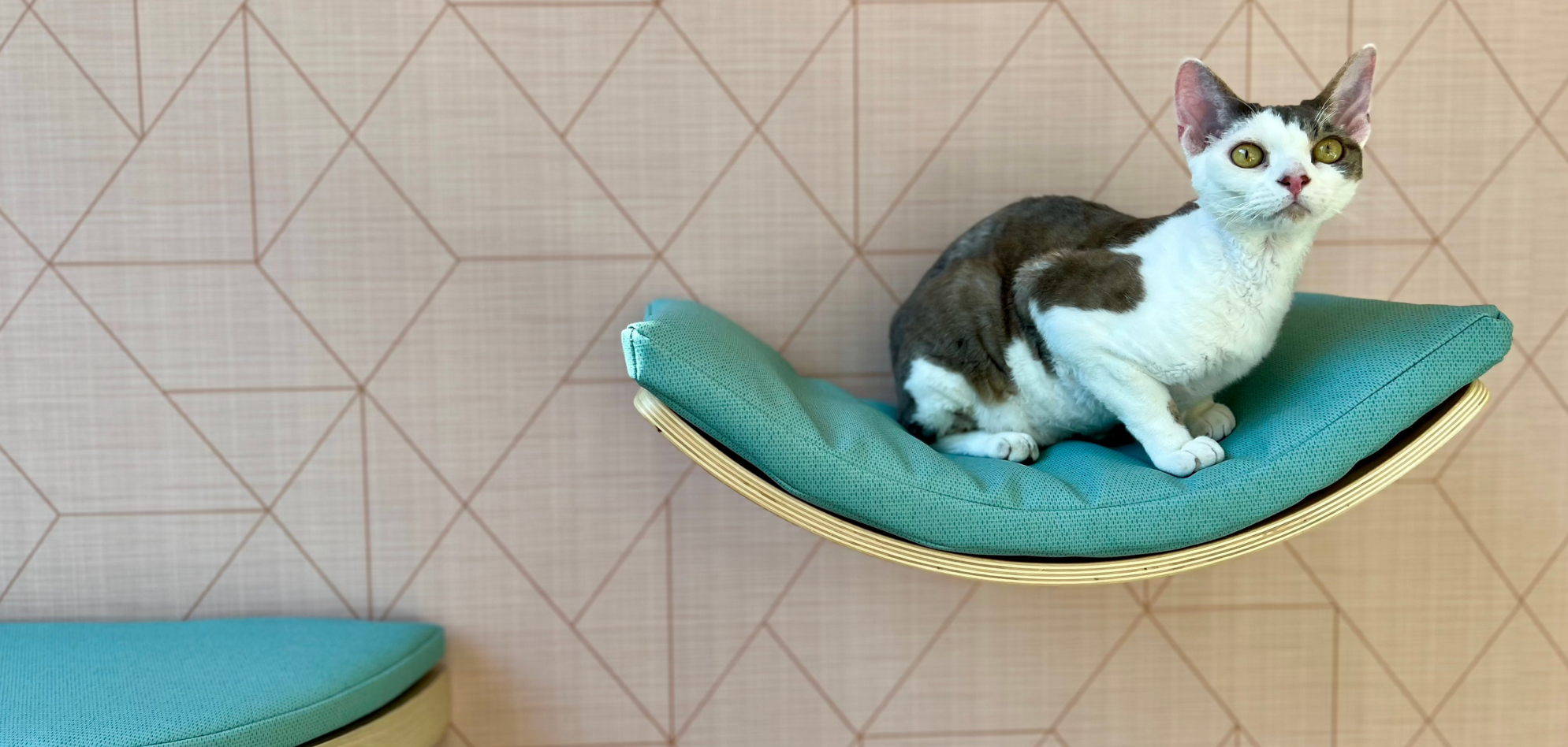 Signs of Cat Anxiety