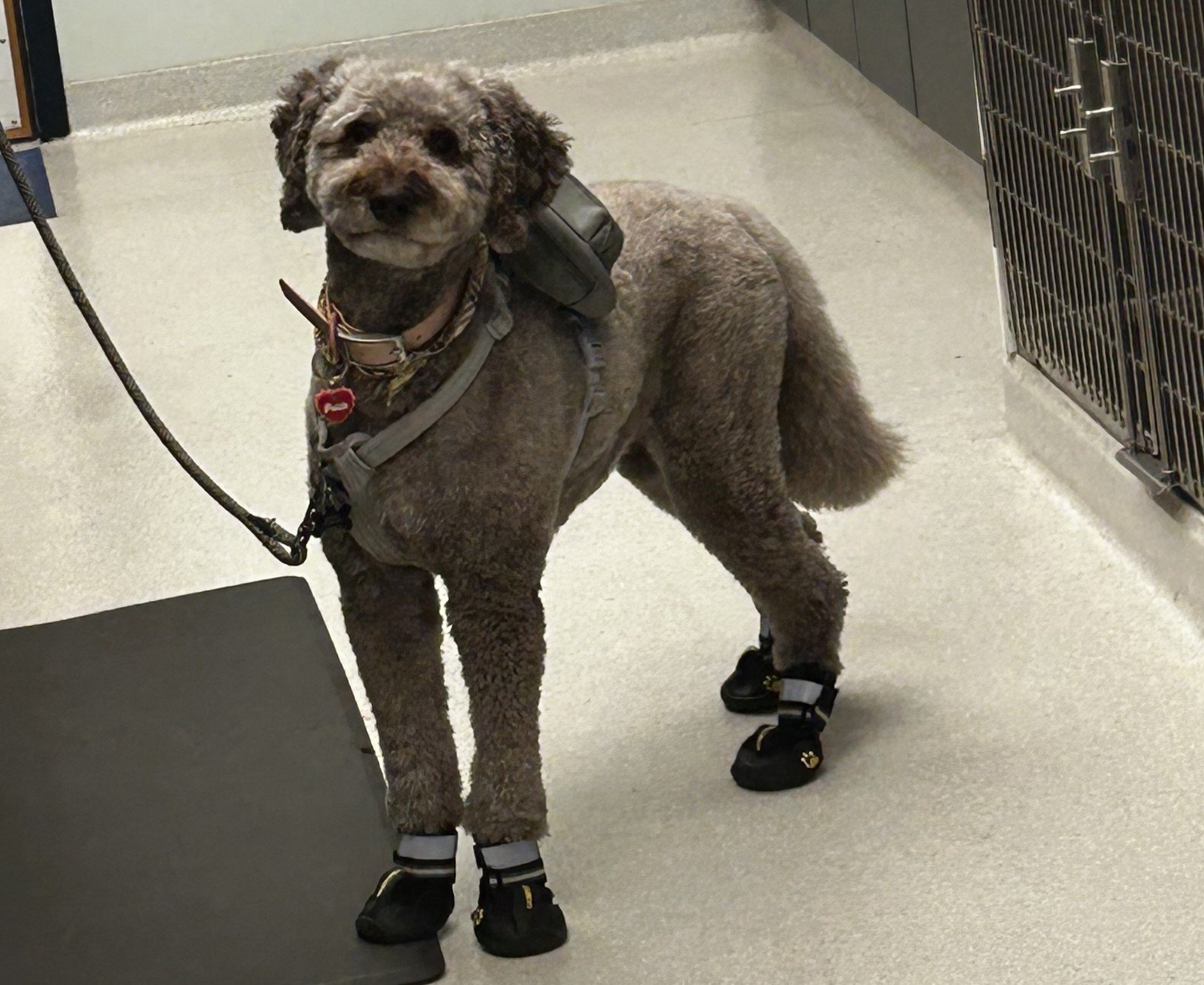 Your Back-to-School Guide to Calm Pets and New Routines!
