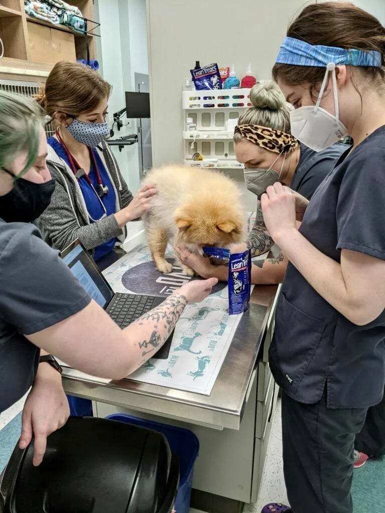 Veterinary Technician Career BLVD Vet Chicago — BLVD Vet Chicago