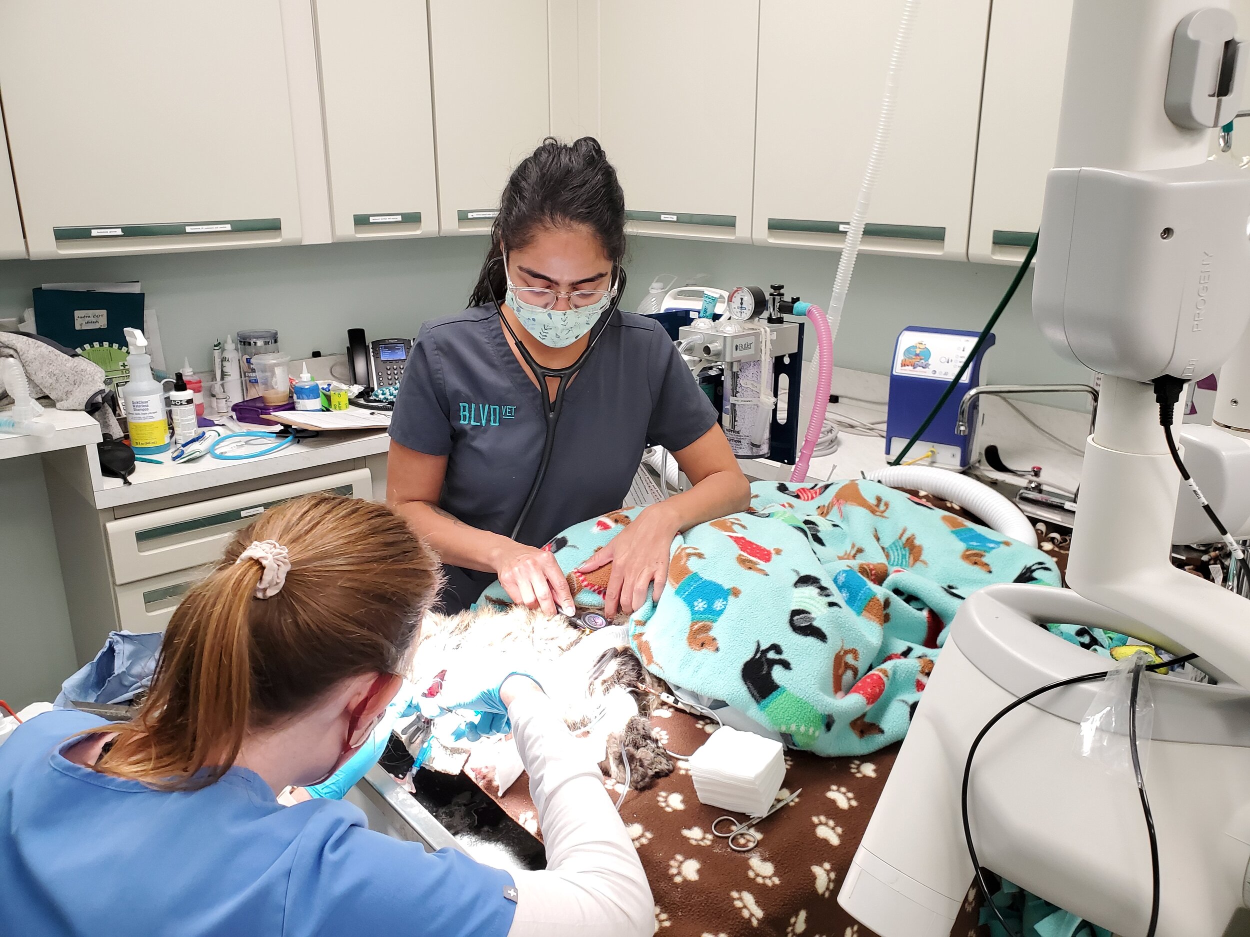 Veterinary Technician Career BLVD Vet Chicago — BLVD Vet Chicago