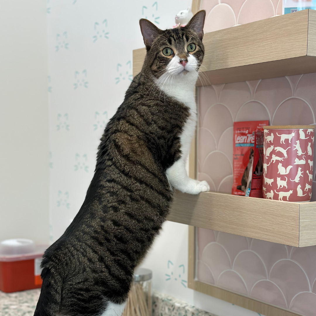 Momo on shelf.png