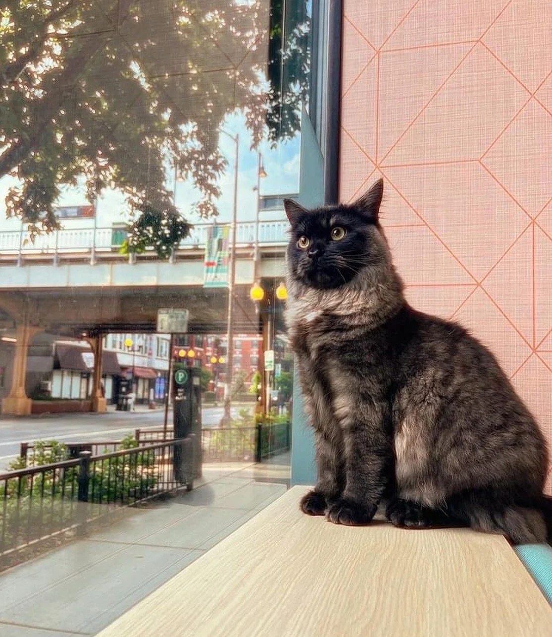Mochi.jpg