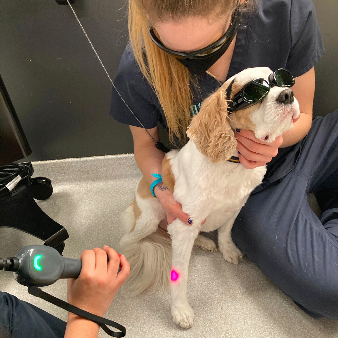 Veterinary Assistant Career BLVD Vet Chicago — BLVD Vet Chicago