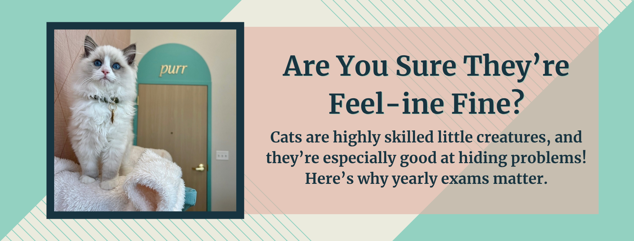 Cat sitting down in clinic