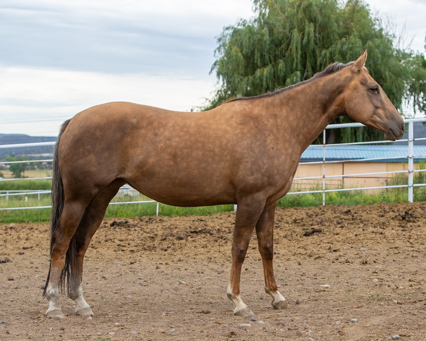 Glory - full right side.jpg