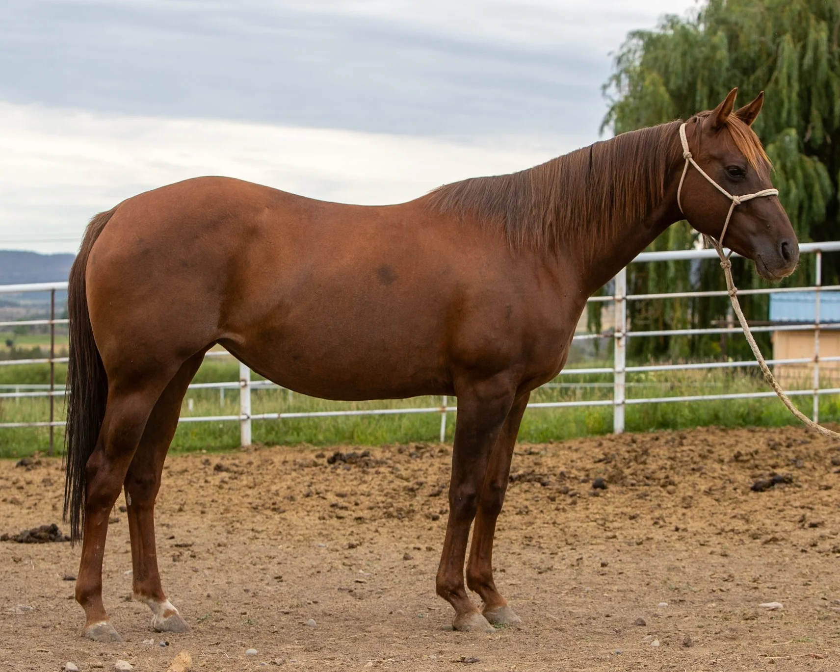 G's Ginger (aka: Pretty Girl)