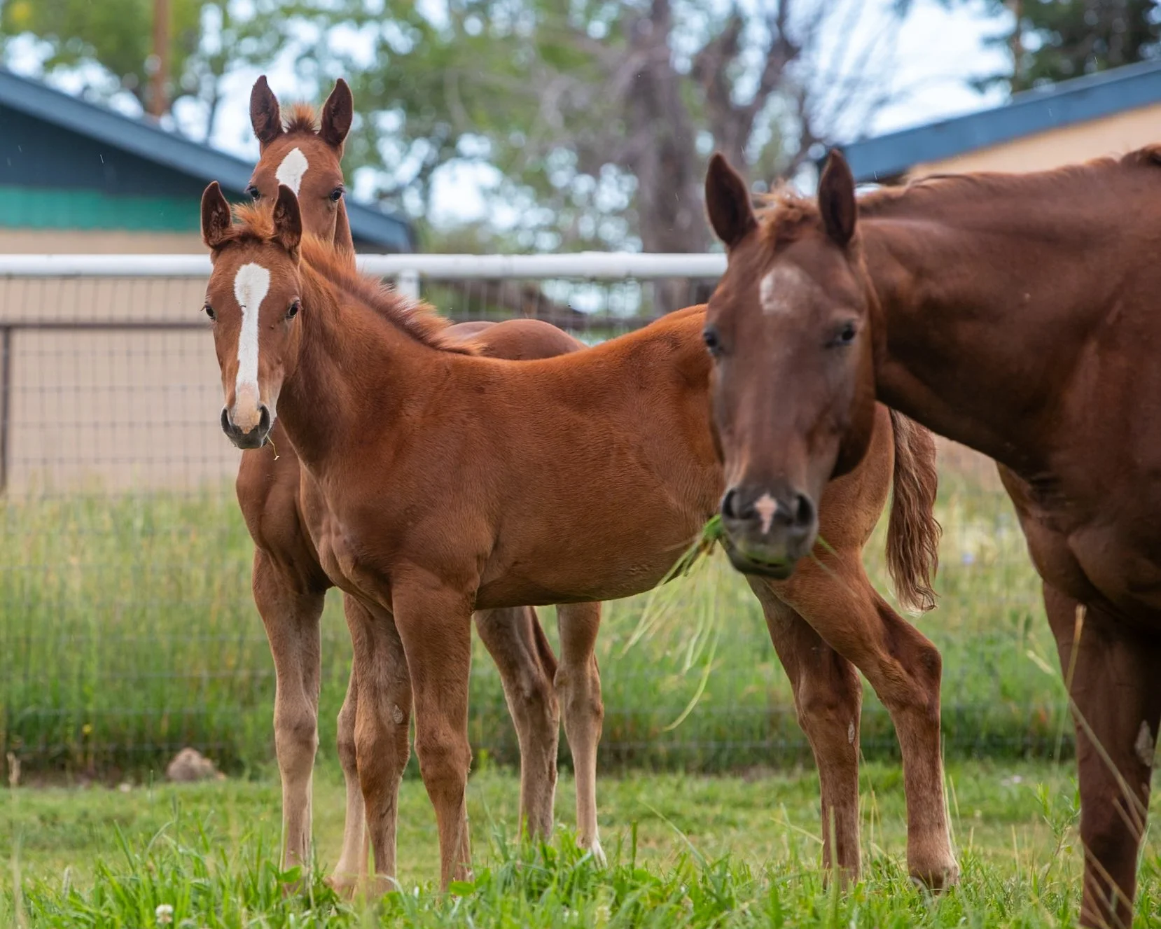 Sixes mare on right, her 2025 baby is front colt