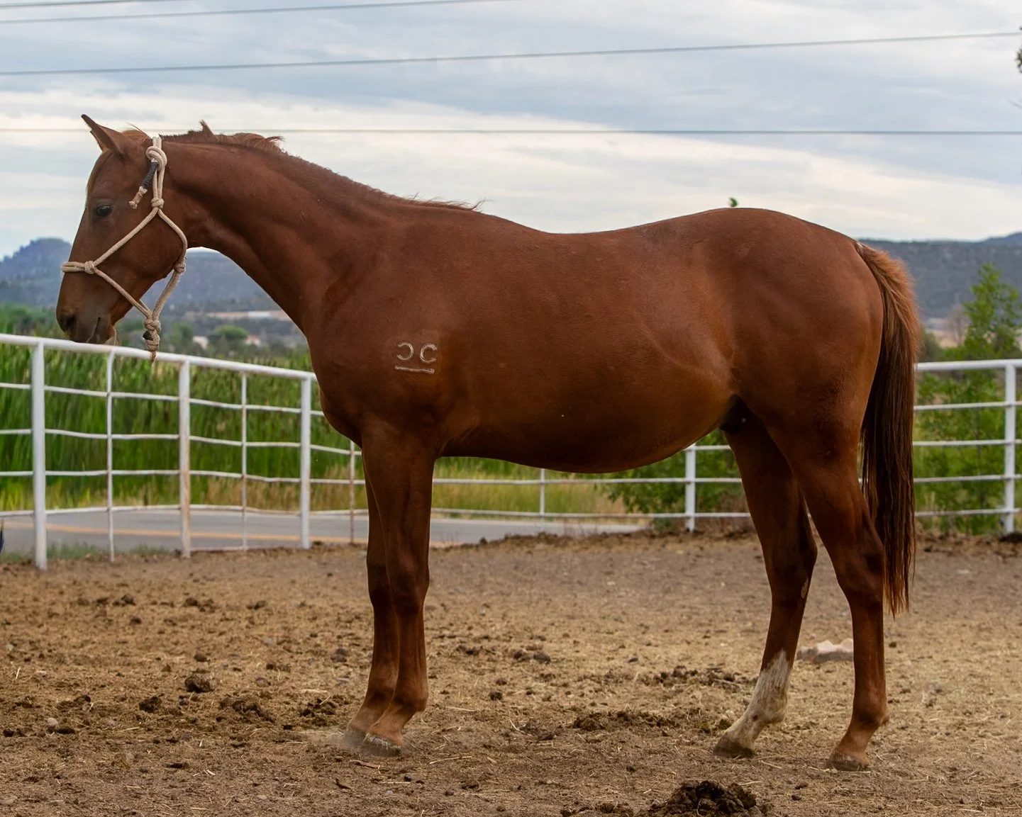 Gelding bred for speed and performance!