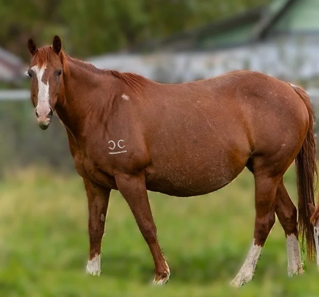 Ginnin Fours Jewel (aka: Julie)