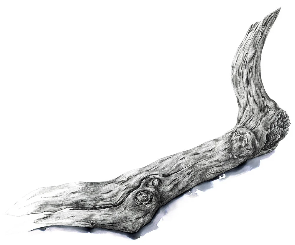 Beth Bell_Driftwood.jpg