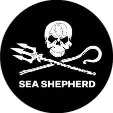 sea shep.jpeg