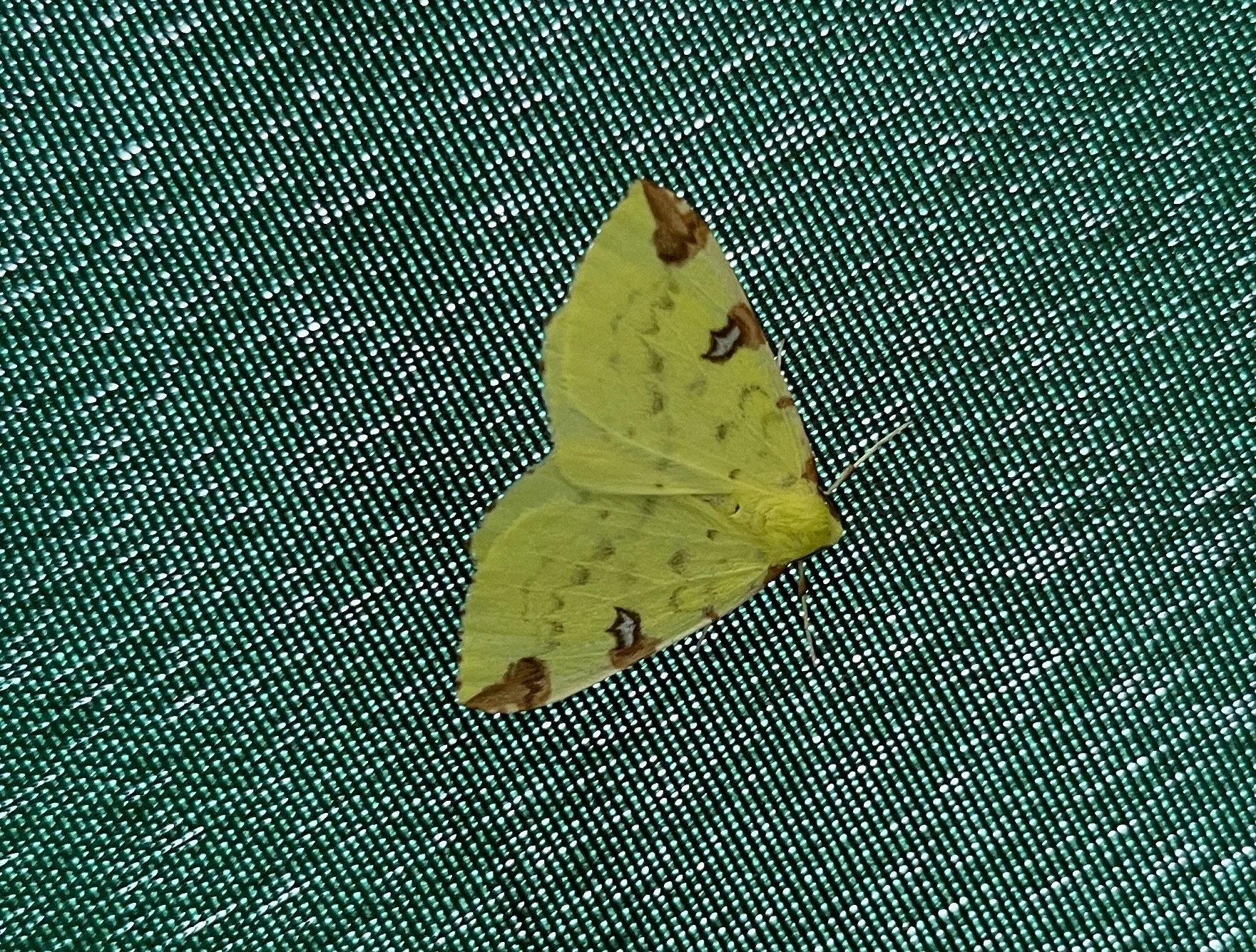 Backyard Science - Moth Monitoring Challenge
