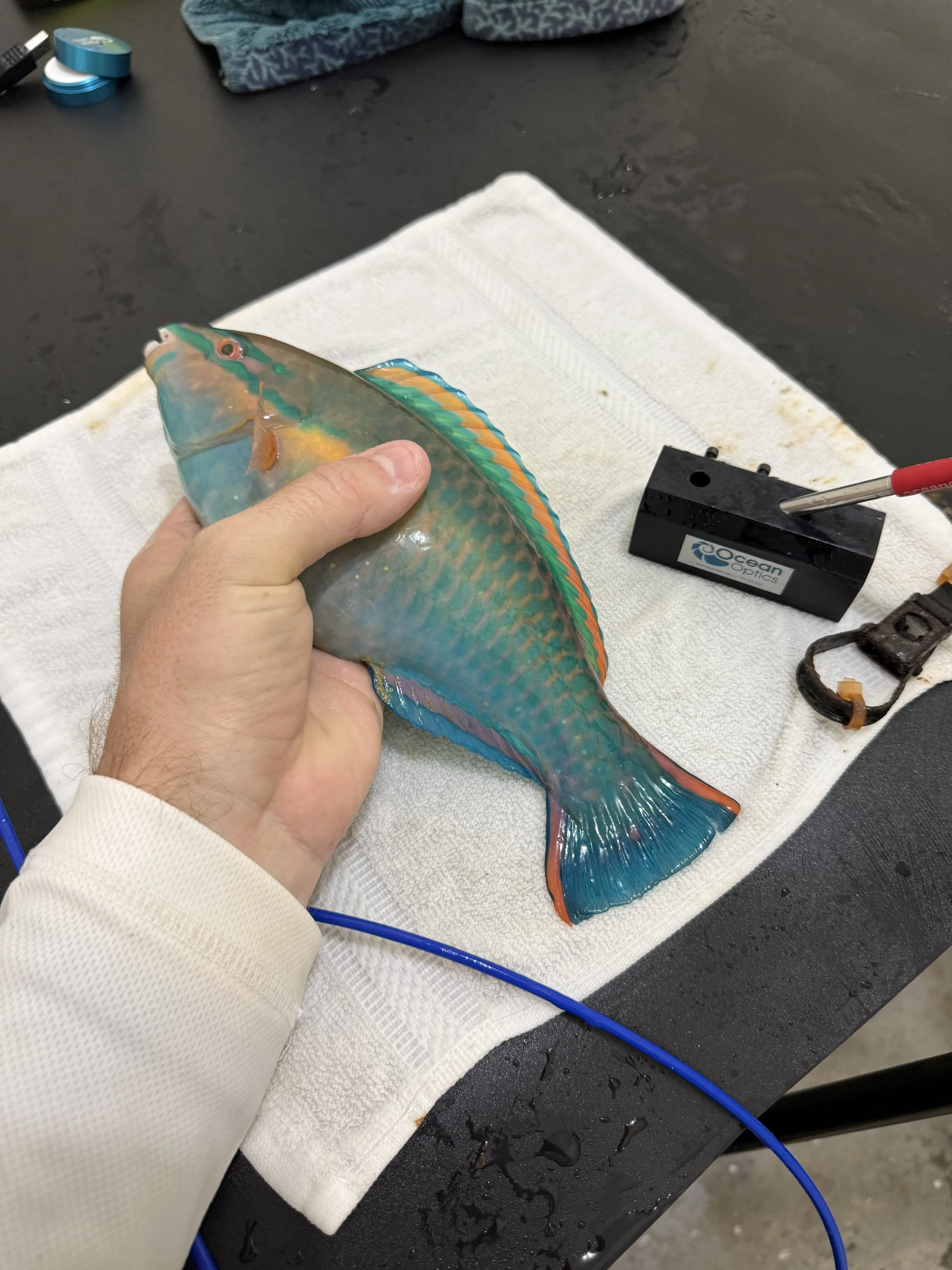 Catching the Rainbow: Uncovering the Hidden Colours of Reef Fish