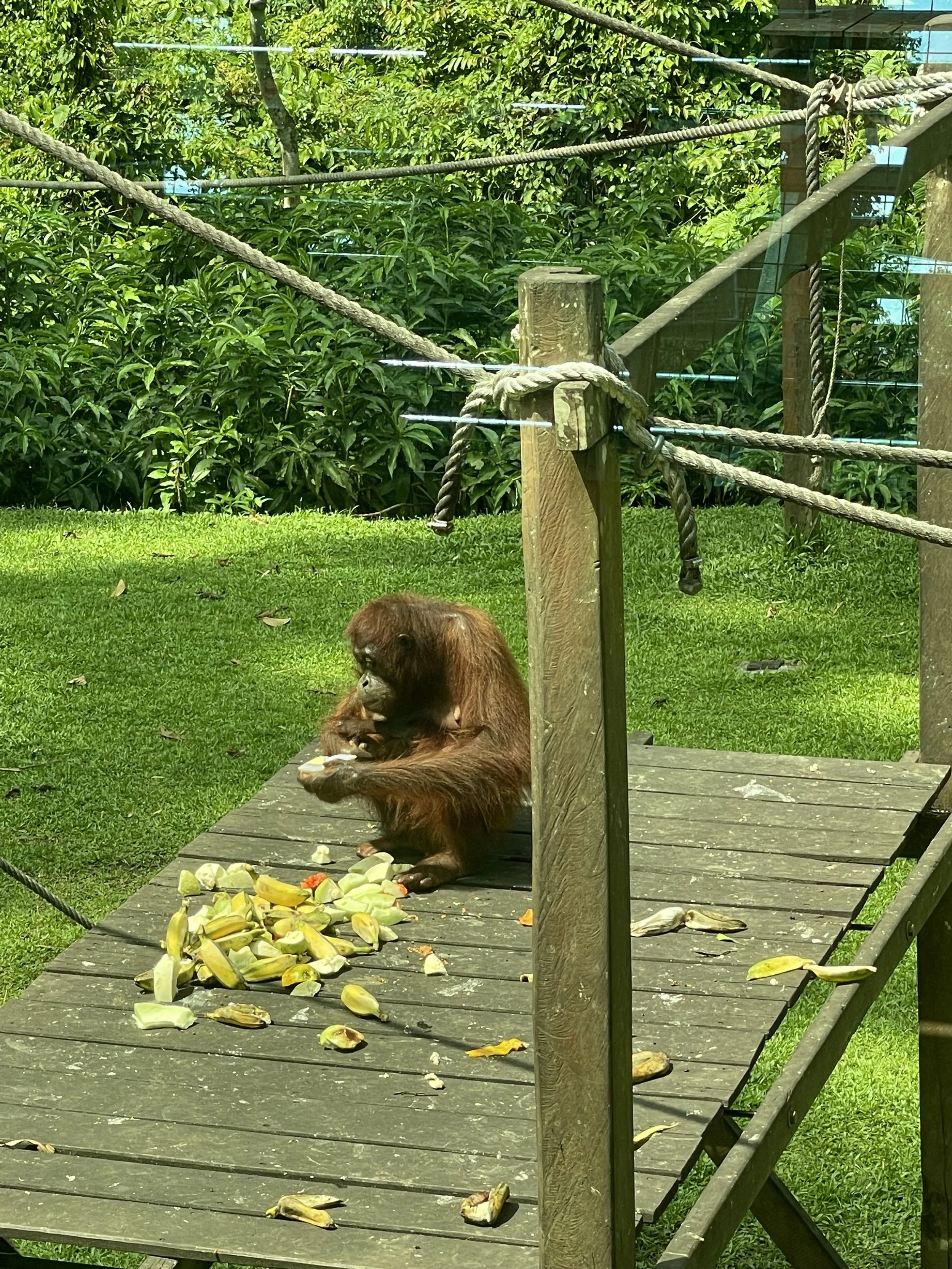 IMG_2621.jpeg
