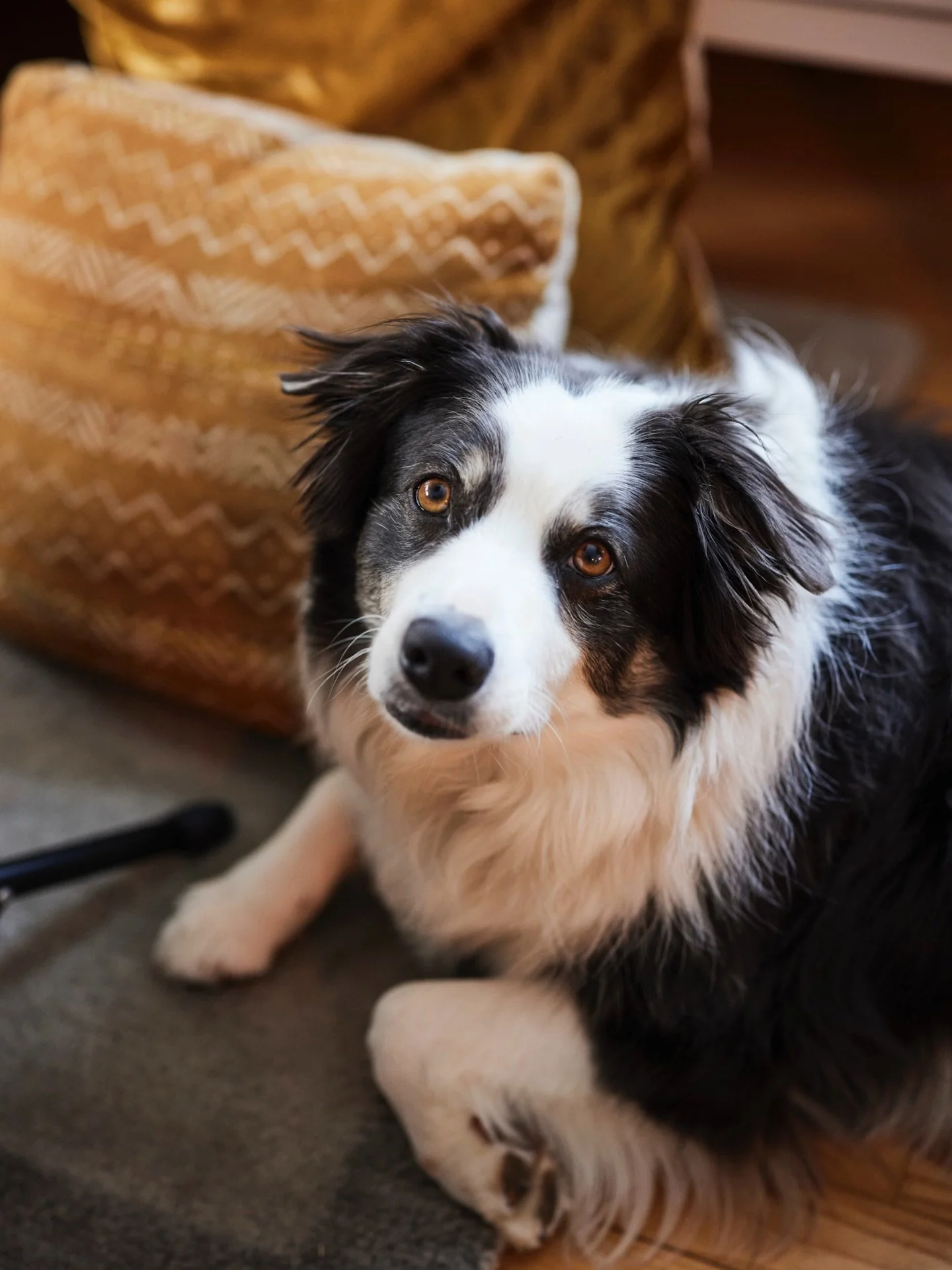 Here&rsquo;s Frankie. She soft and she&rsquo;s in the shop in case anybody needs puppy therapy today. There are a lot of sharp edges in the world right now to say it lightly. All are welcome in our sweet, warm shop. Also, we&rsquo;re here today from 
