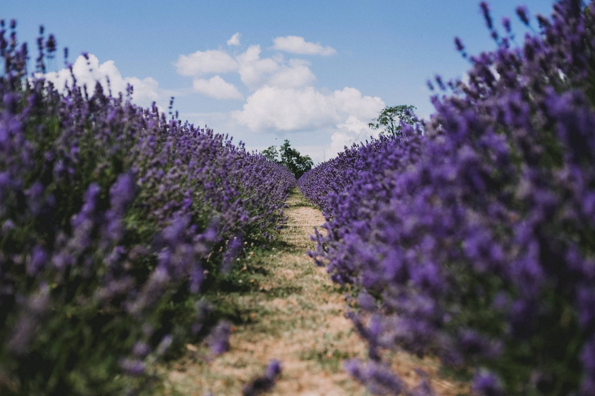 EvaSlusarek_Lavender_7956_eva slusarek_Crafted.jpg
