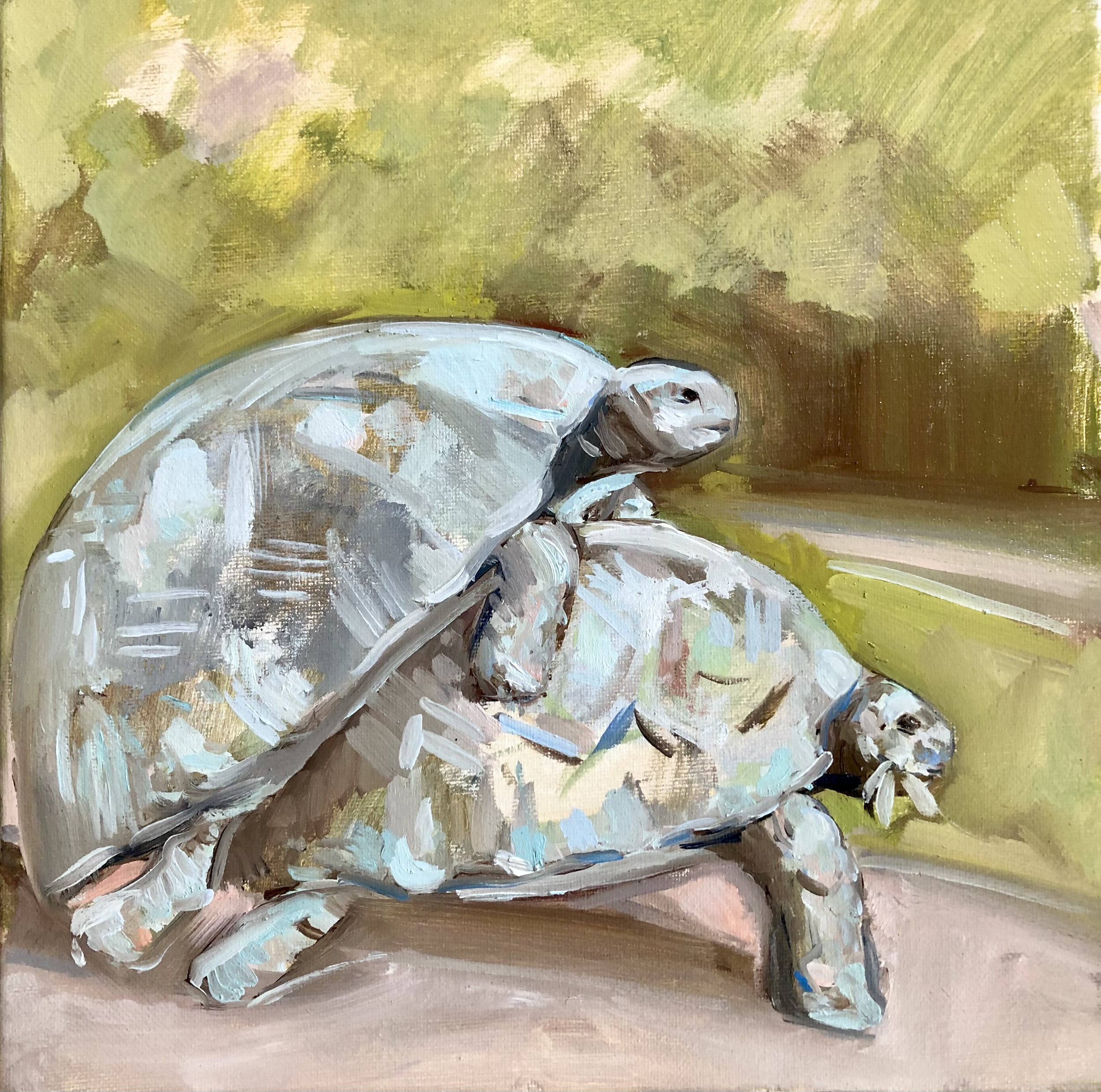 Mustique - Humping Tortoises 20 Limited Edition Prints (2 remaining) £250