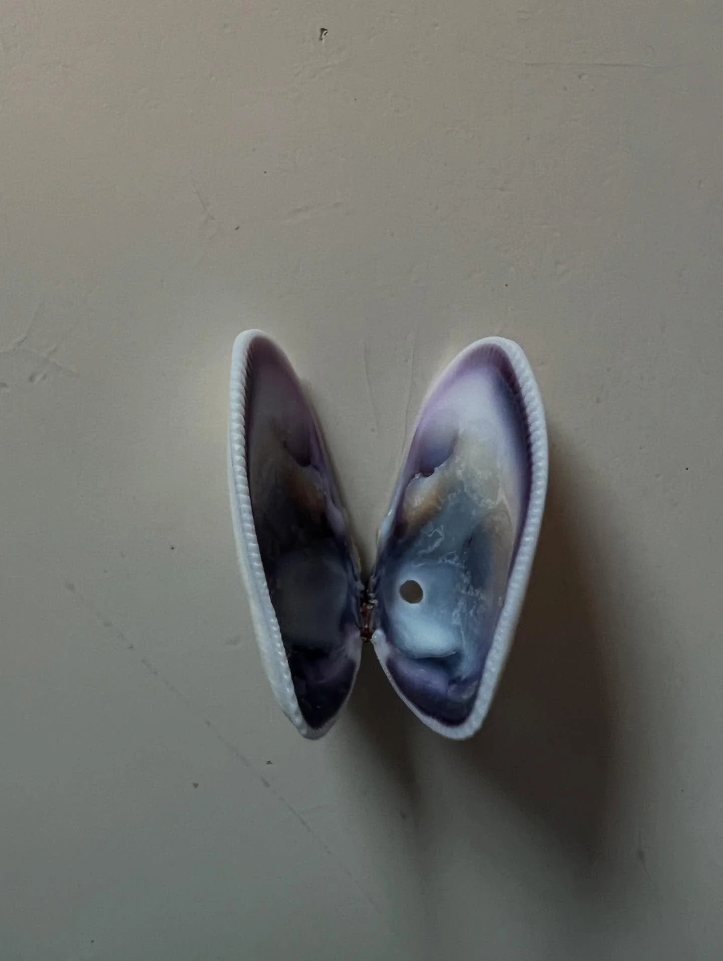 Found this beauty on the beach in May. I keep looking at it wondering how something so fragile endured the currents, how it survived the storms and crashing waves without being destroyed. How did this tiny thing ride the tide safely to shore? Miracle