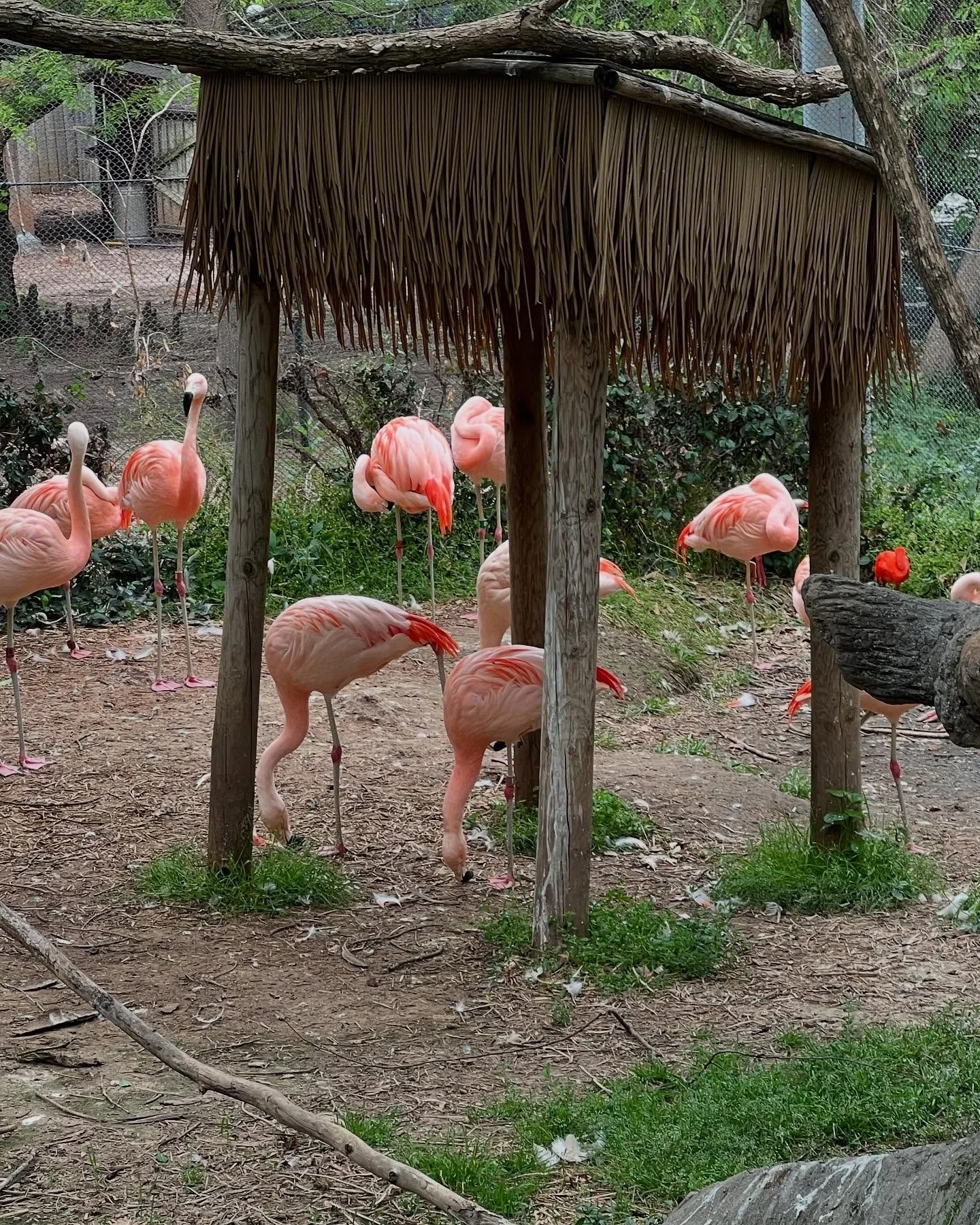 Grandkids+zoo= lots of walking and lots of fun. #zoo #springfieldzoo2025 #grands