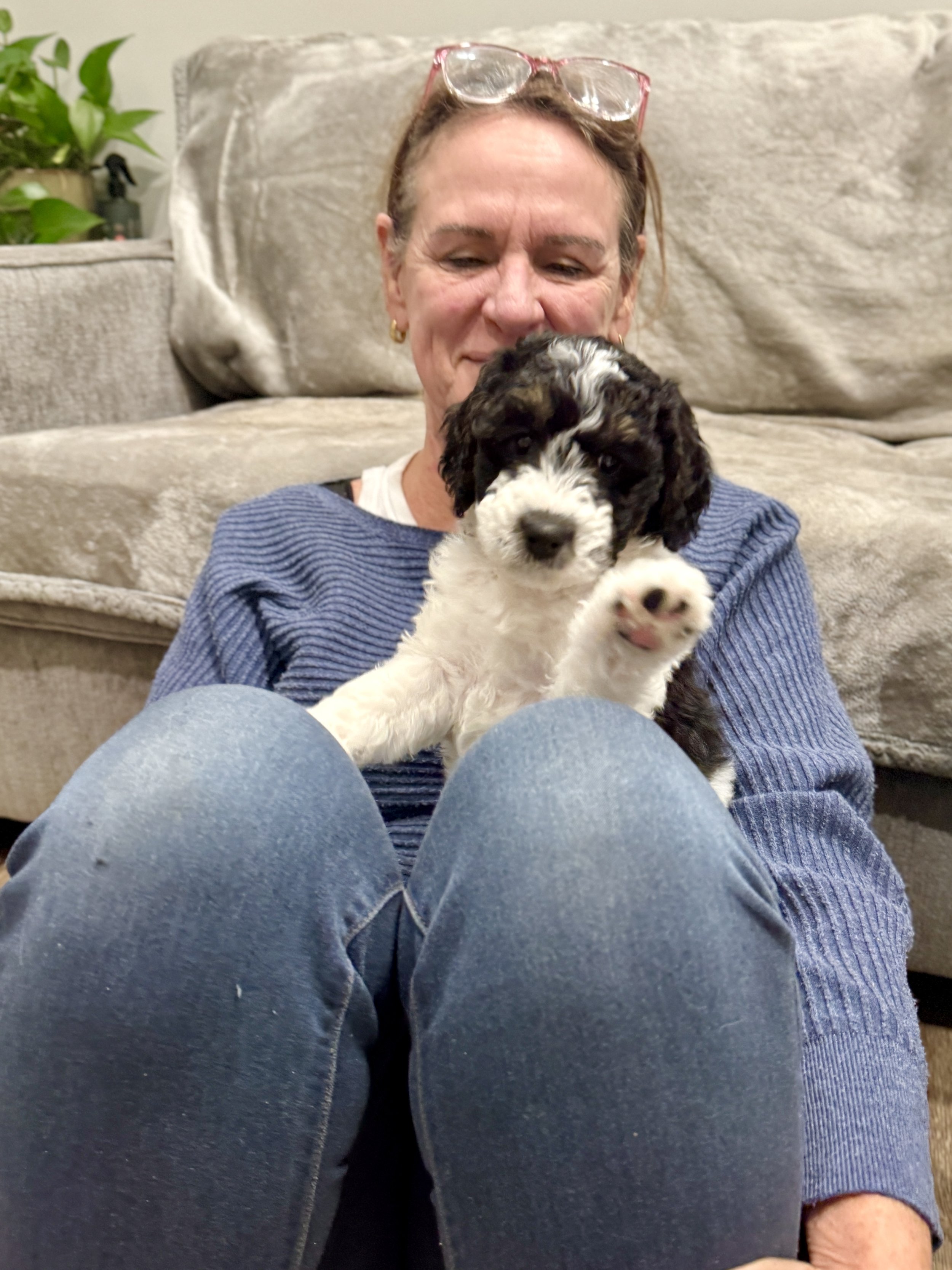 Family helping to socialize the bernedoodles