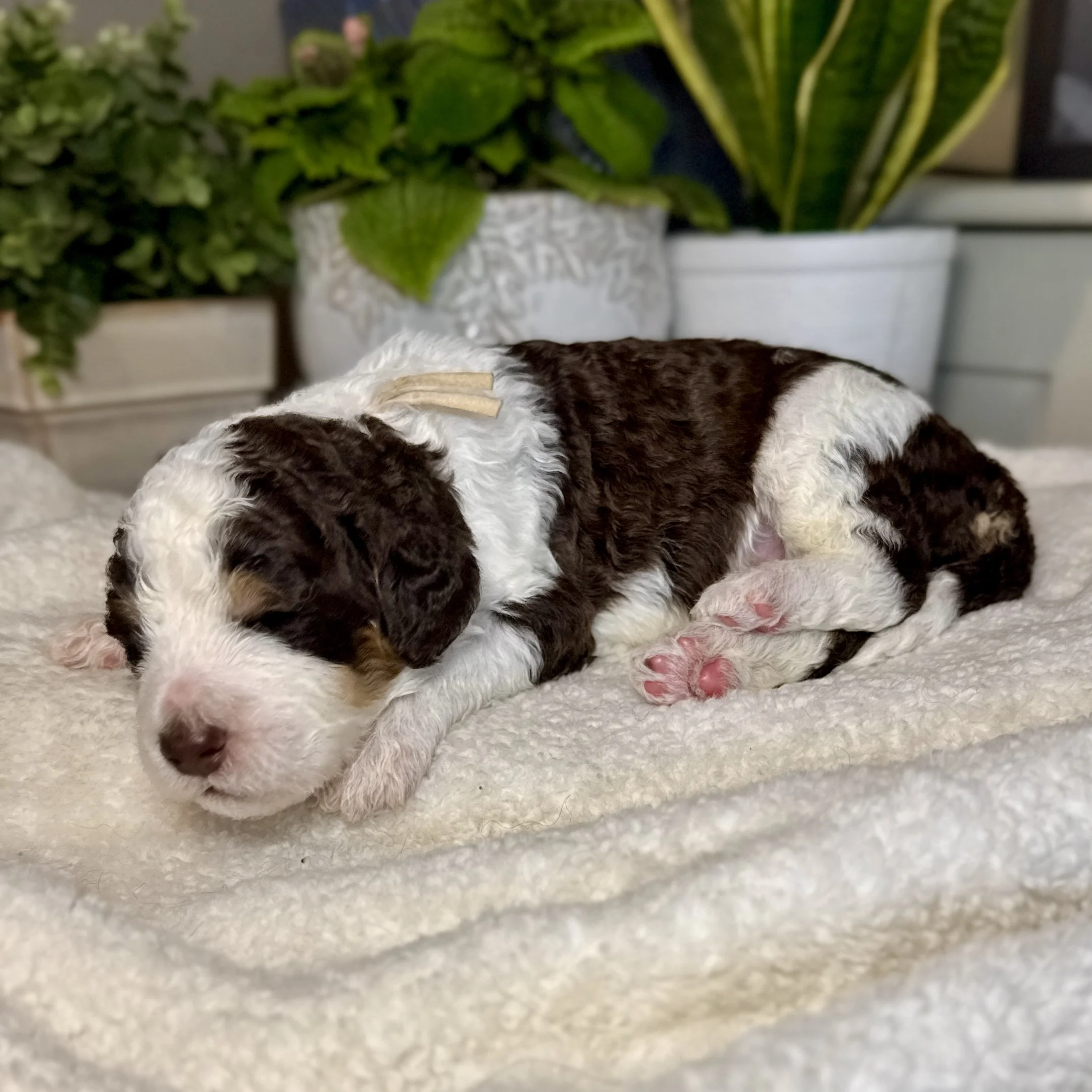 Newborn bernedoodle puppy born and raised in New Hampshire
