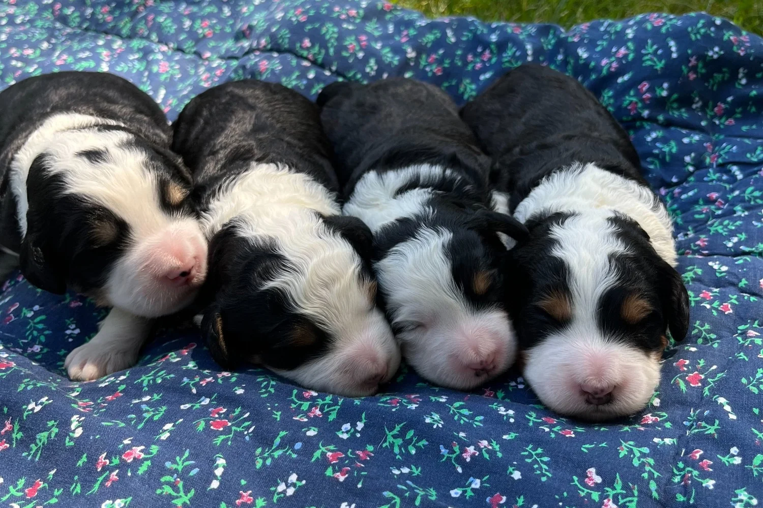 Bernedoodle Puppies looking for families in New England and beyond