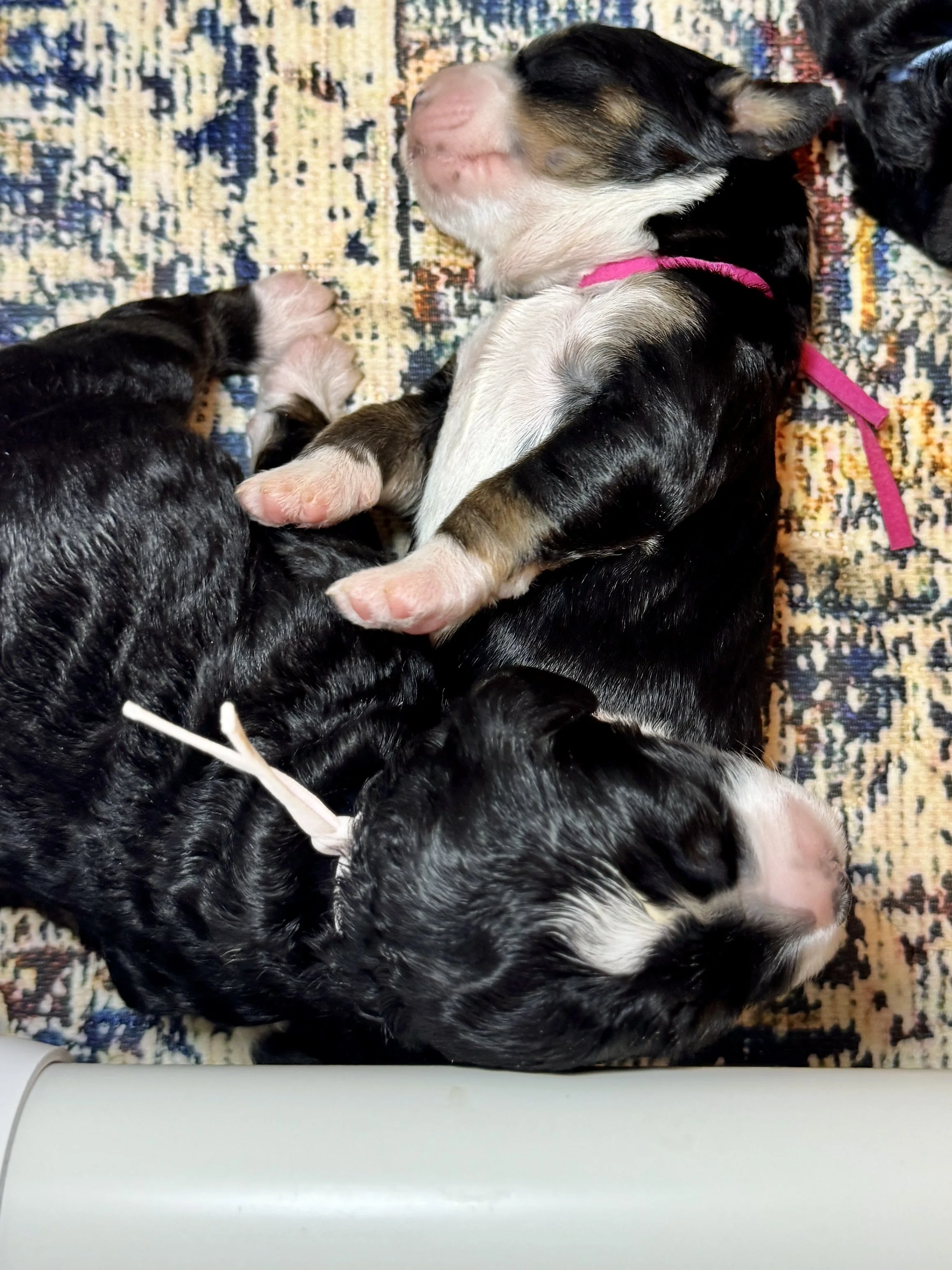 Tri-color bernedoodle puppies born and raised in New Hampshire