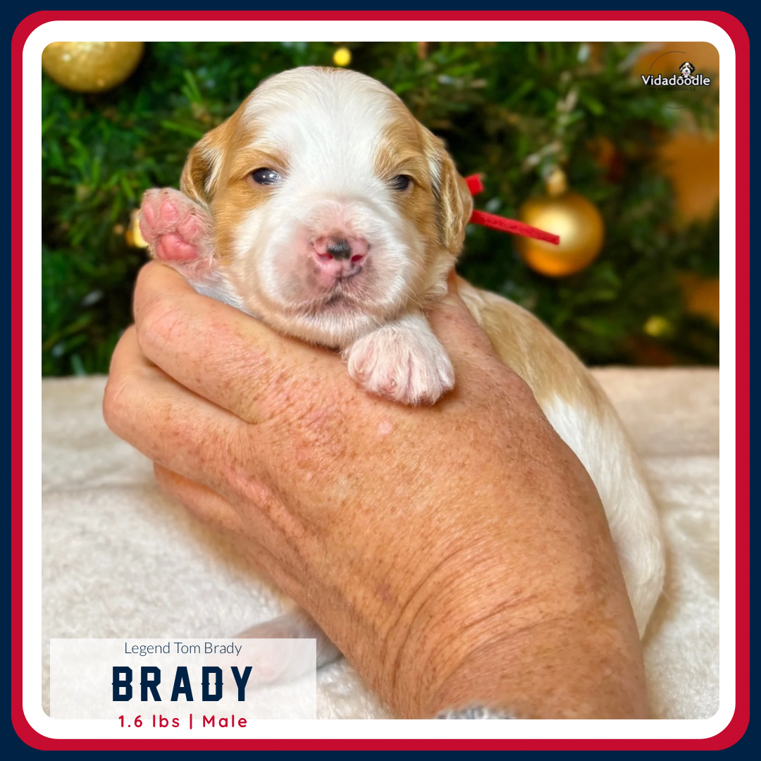 Week 2 LEGEND litter - 2.png