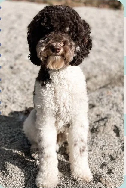 A cute chocolate and white curly-haired dog sitting on sand with a focused expression.
