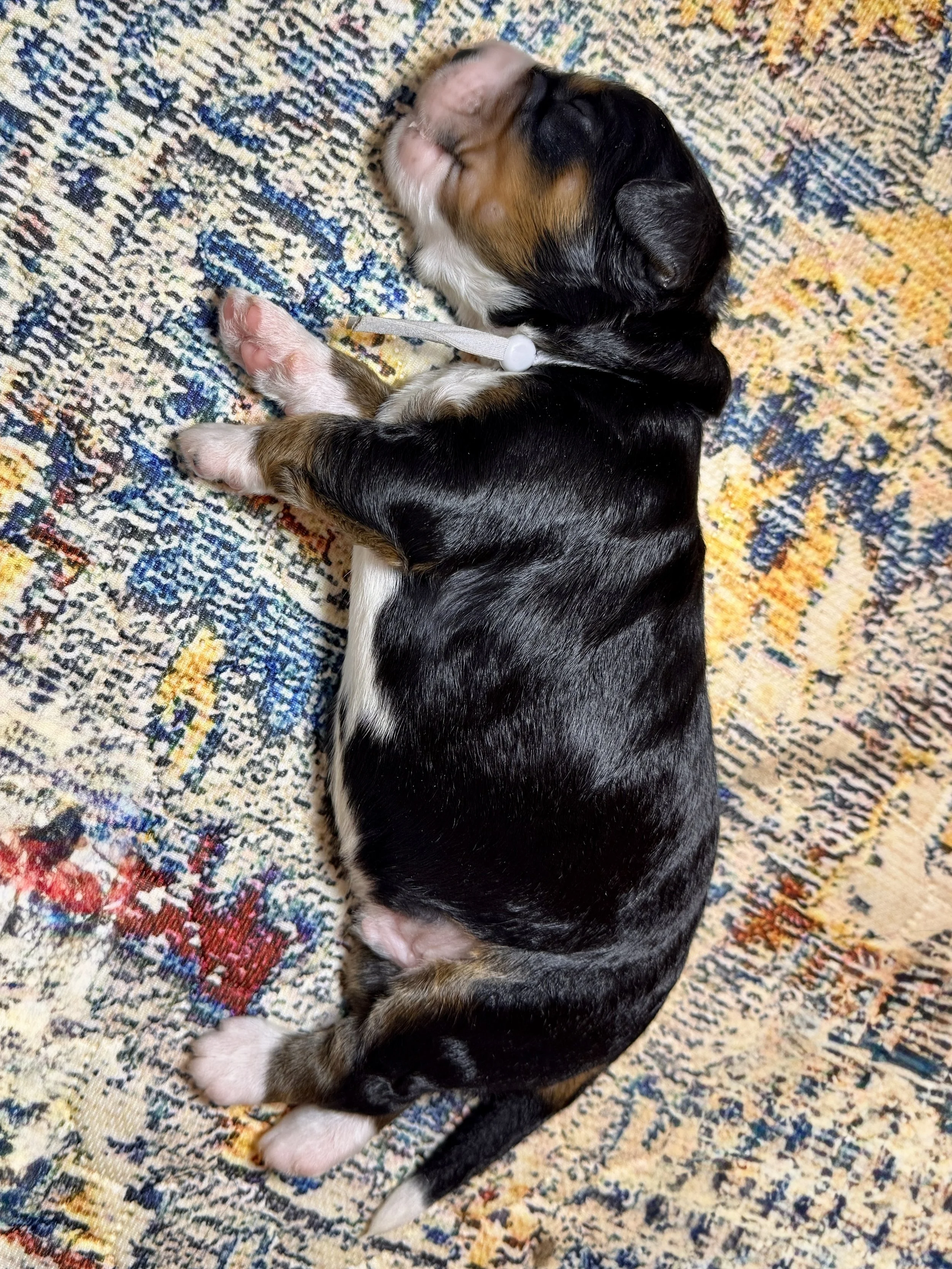bernedoodle breeder