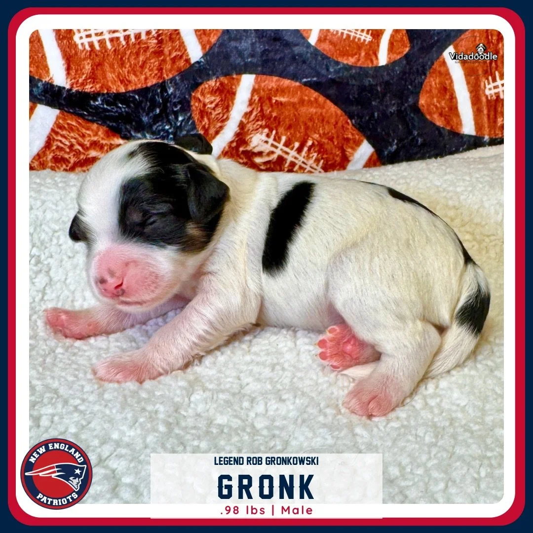 Week 1 LEGEND litter - 1.png