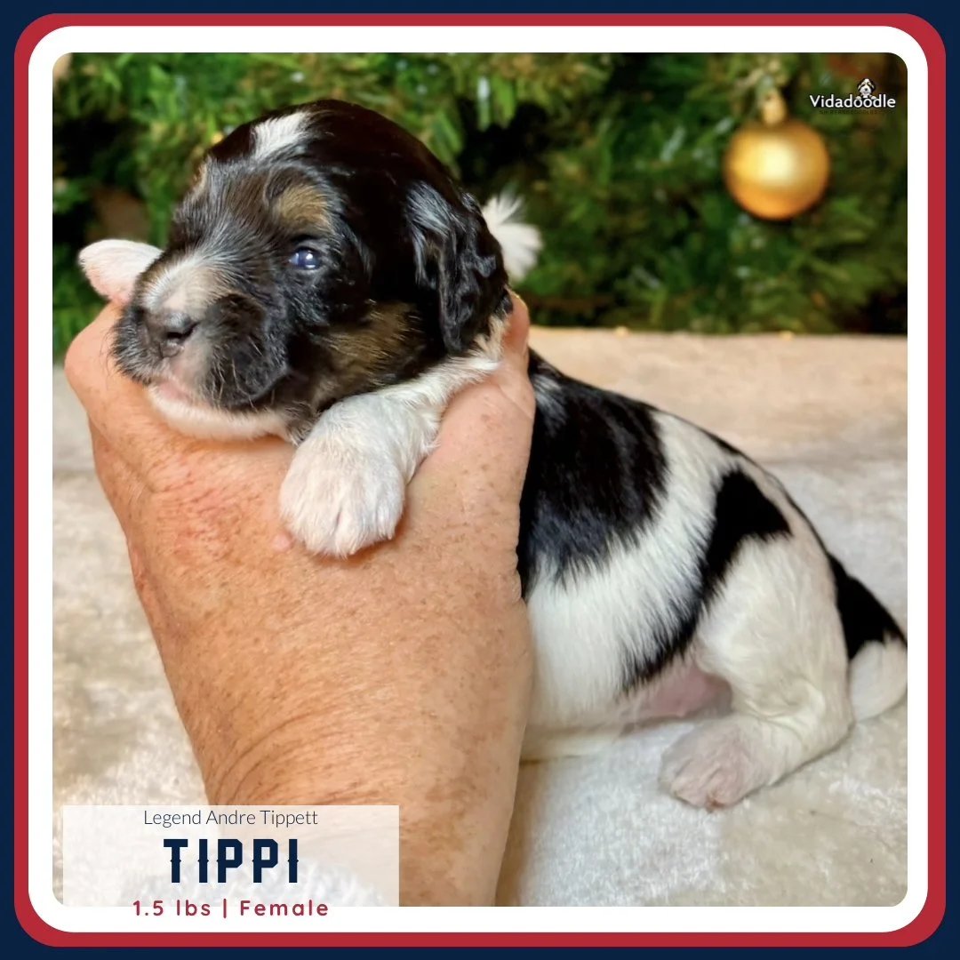 Week 2 LEGEND litter - 5.png