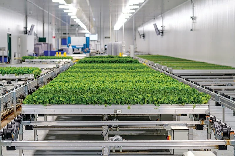 Processing room in a farm