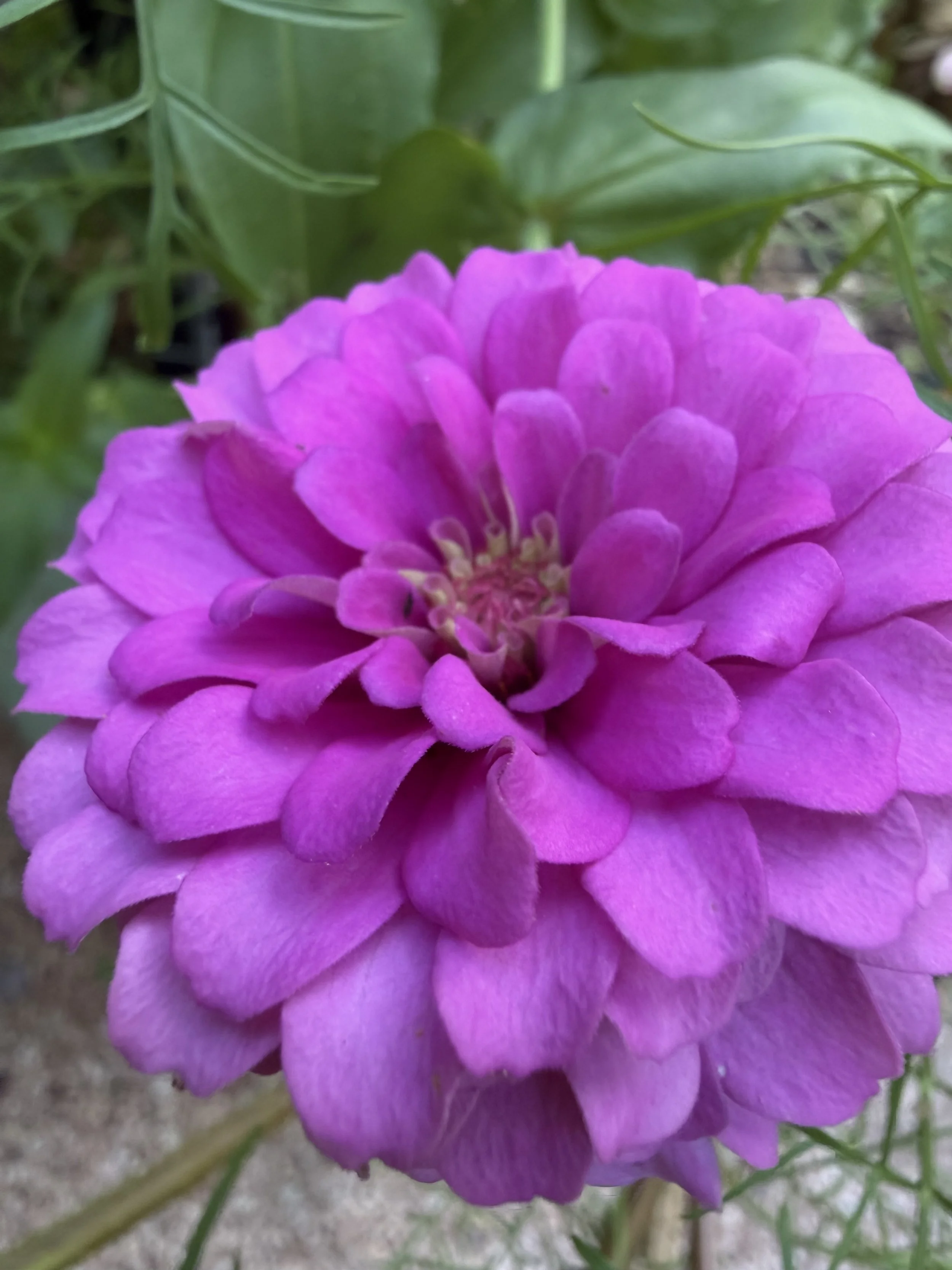 IMG_0239.jpeg