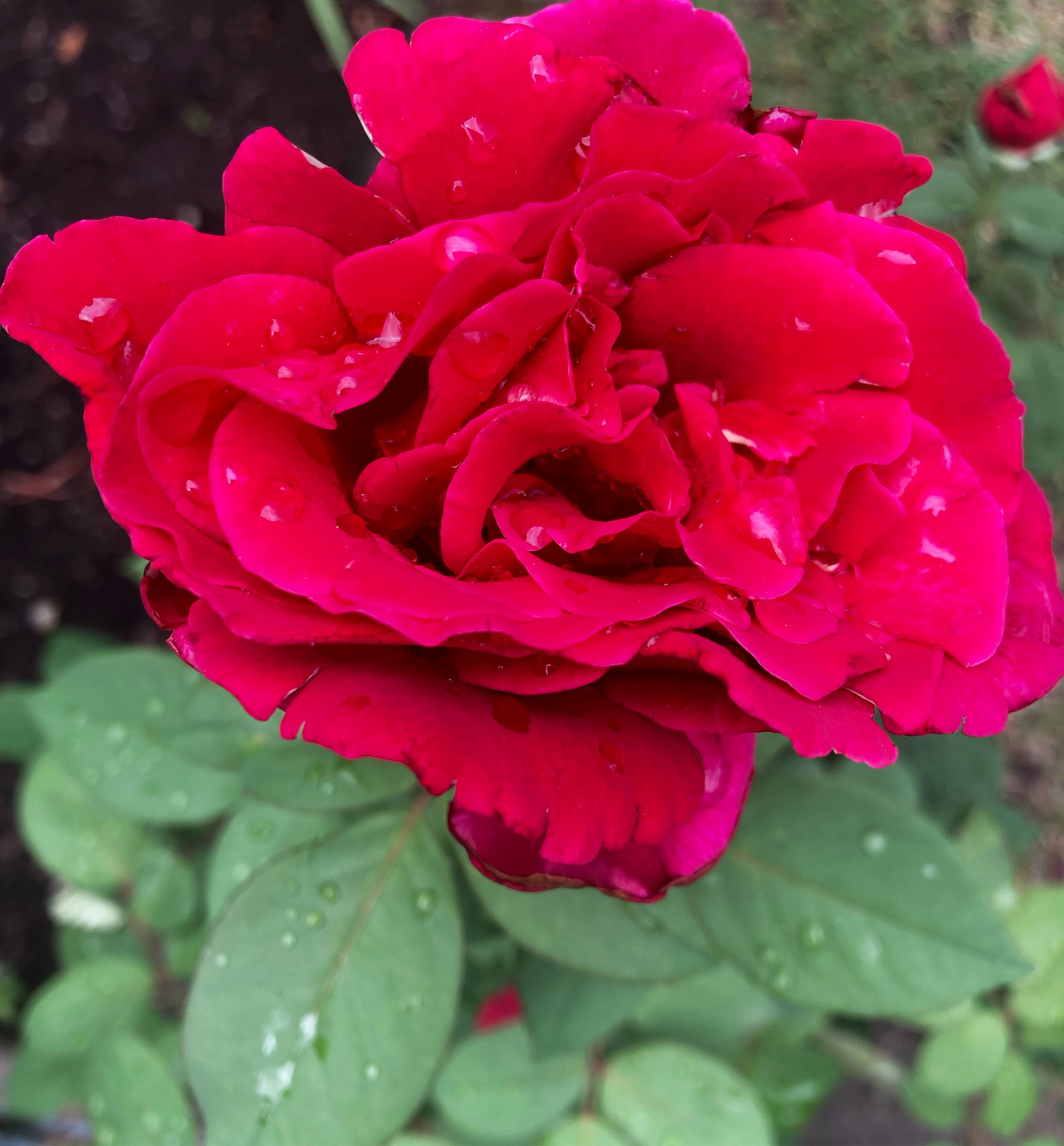 Rose Elixir Workshop &amp; Grief Ceremony (Virtual)