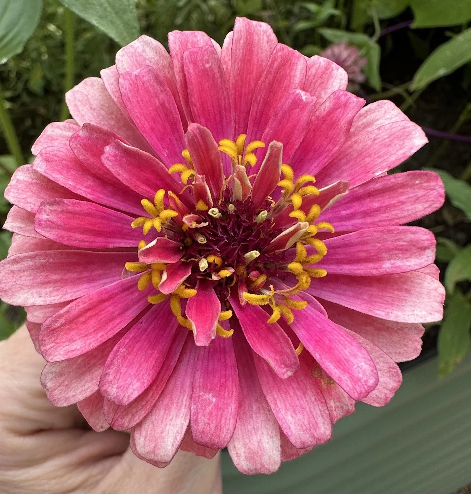 Zinnia.jpg