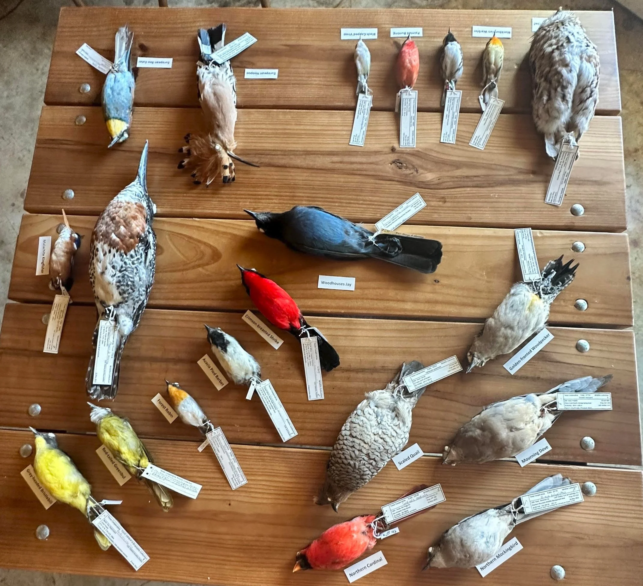 Texas A&M Ornithology Species Collection