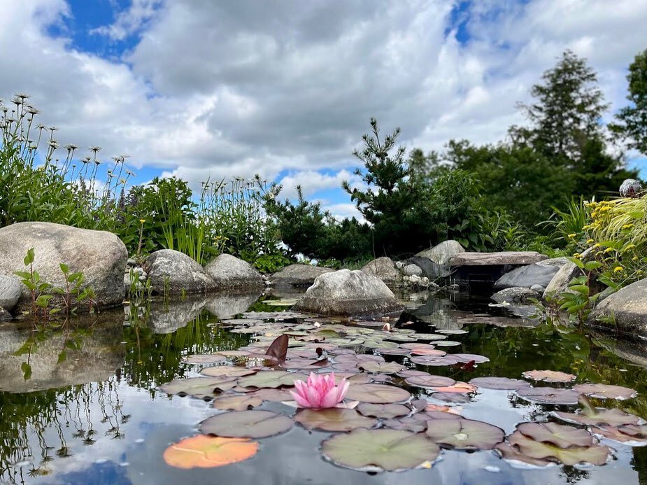 Serenity stream really holding up to its name 💧🌸🐸 #gardenlifenh #gardenlife #finegardening #landscape #flowers #gardens #newhampshire #gardening #garden #plants #blooms #lakesunapee #pleasentlake #waterfeature #frog #lilypad #serenity 📸 credit to