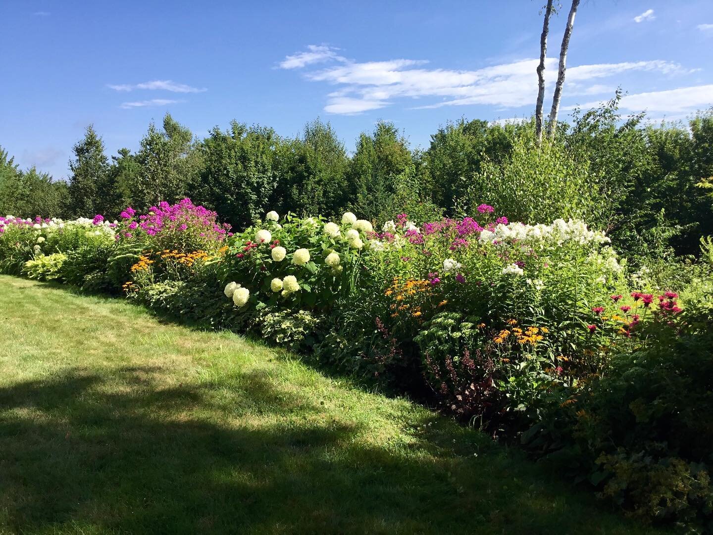 A lush, colorful and happy cottage garden! 🌼🌿☀️ #gardenlifenh #gardenlife #finegardening #landscape #flowers #gardens #newhampshire #gardening #garden #plants #blooms #lakesunapee #pleasentlake #cottagegarden #phlox #hydrangea #rudbeckia #monarda