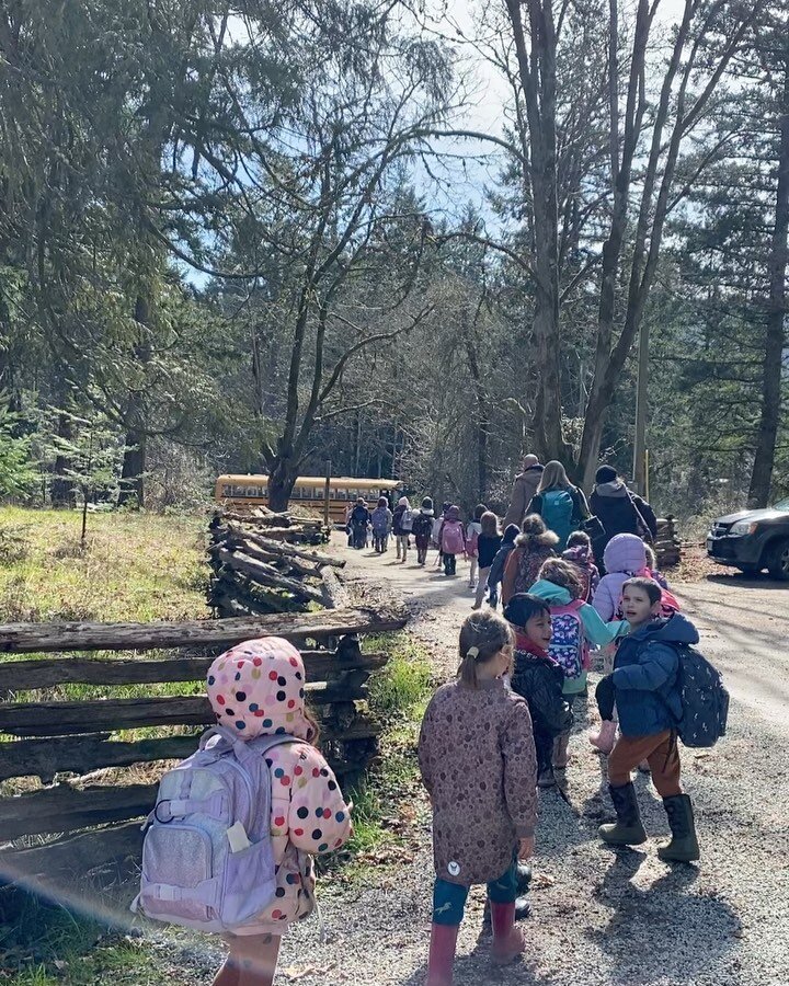 March K-1 field trips bringing the farm back to life - spring is coming! 💛 We planted peas and spinach, mulched blueberries, fed the goats, baked corn muffins, and learned about the WSANEC 13 moon calendar and native plants and animals. Thank you SS