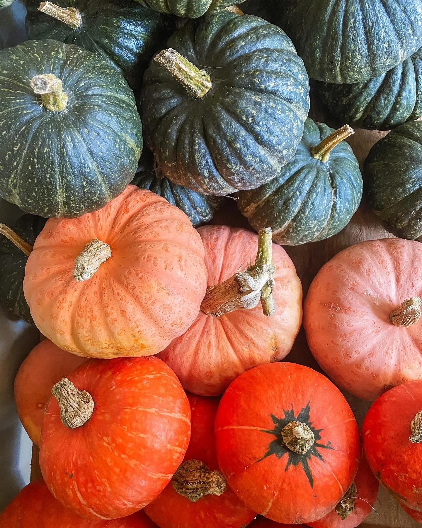 Farm stand is still open for another 2-3 weeks ❤️ Lots of beautiful produce and the last flowers of the season, Thursday-Friday 10-4. 
Next season, for real this time, we’ll be open 4 or even 5 days a week - Larkin (age 10) says we need to &ld