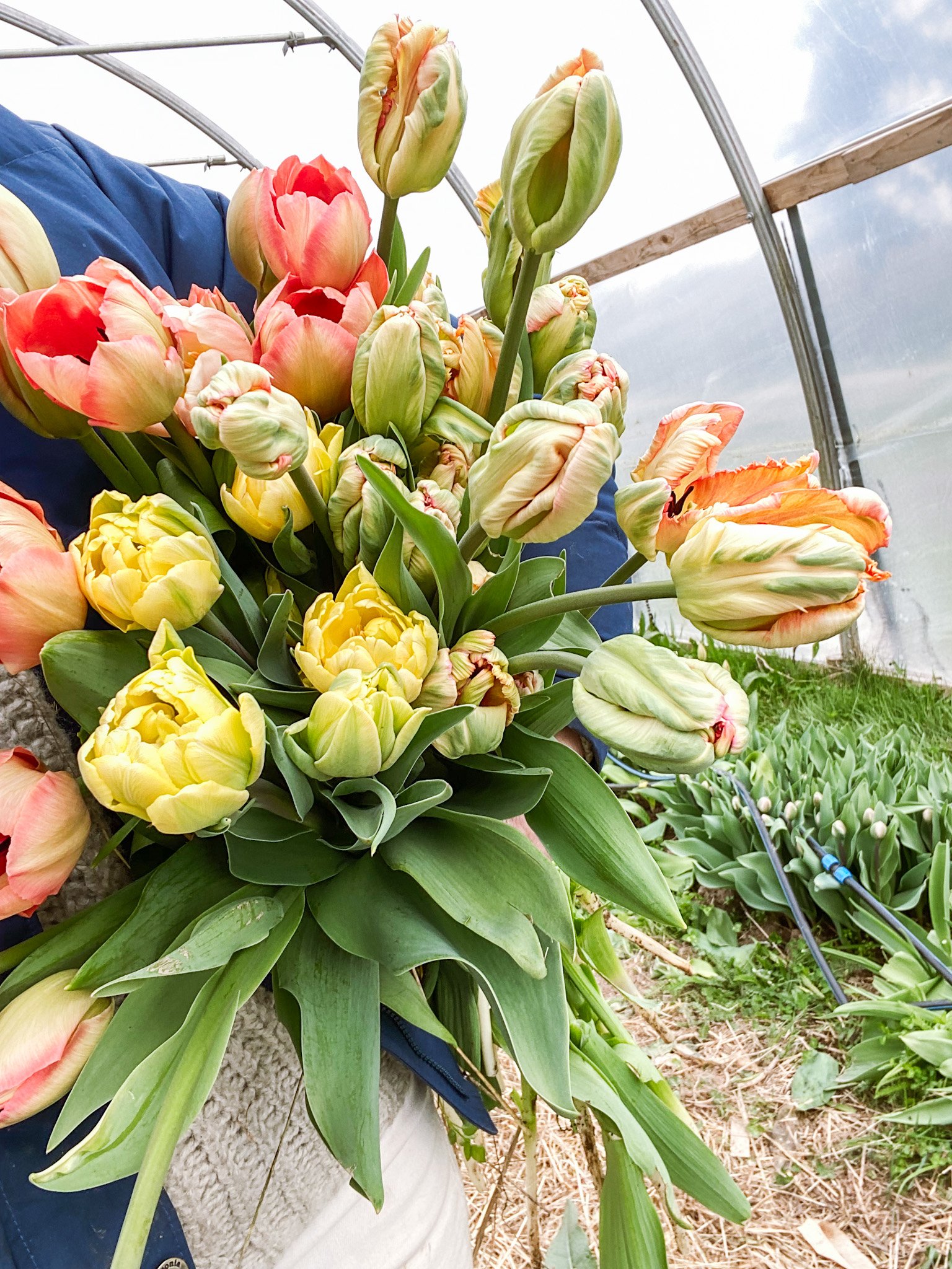 Designing Your Cutting Garden