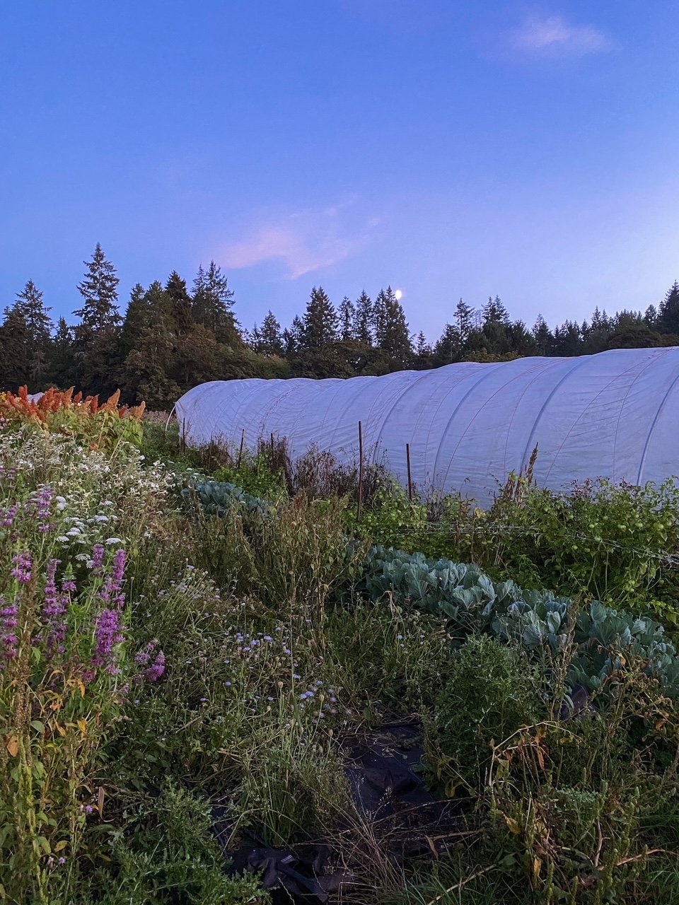 Saving Seed & Planning Ahead