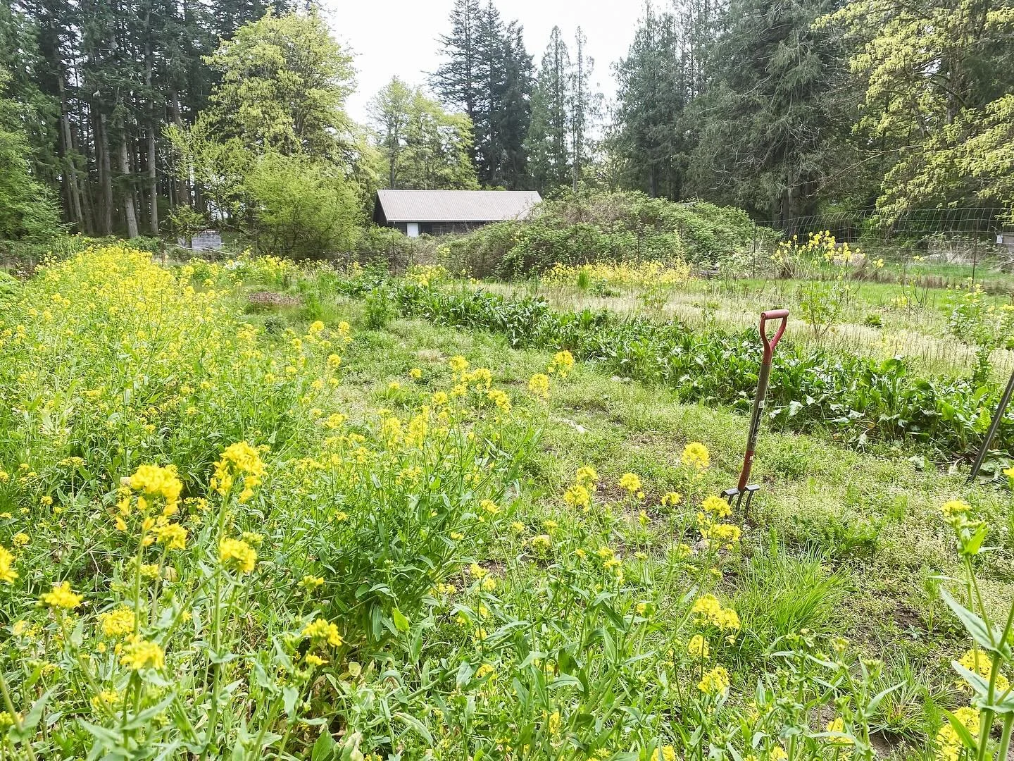 Friends, we&rsquo;re making a BIG change this spring - we have a new name. After fifteen years as Bullock Lake Farm, we&rsquo;re moving forward as Lost Field Farm - at Bullock Lake, as always. It was time for something softer, lighter, and a little m