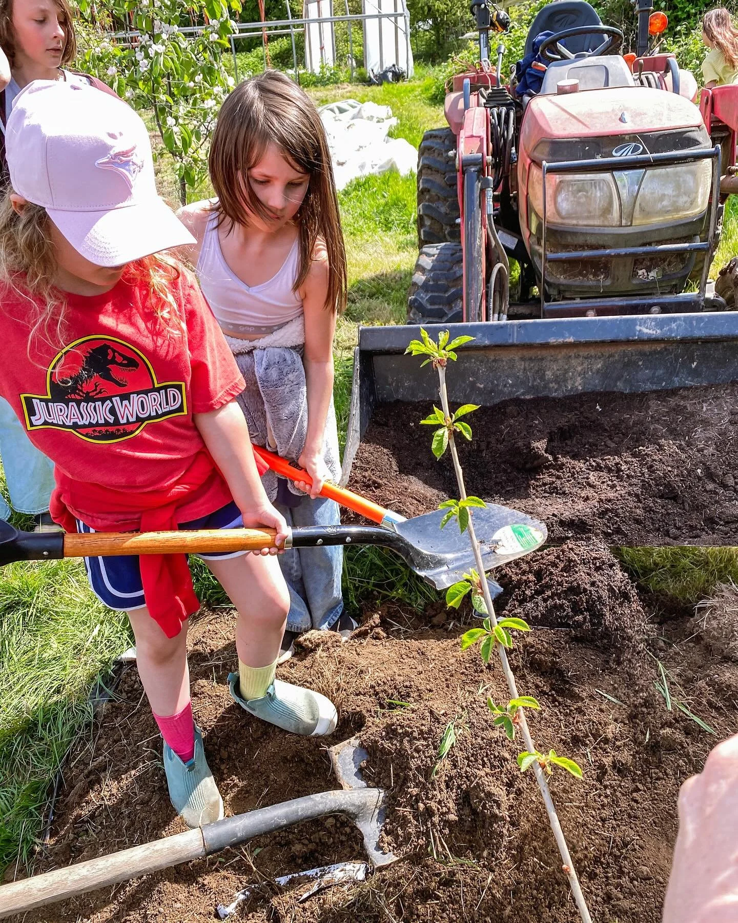 Friday Farm School three weeks in - planting cherry trees, cutting flowers, moving snails around, making journals, and LOTS of cooking, eating and asking for rides in the truck. Honestly, loving every minute 💕