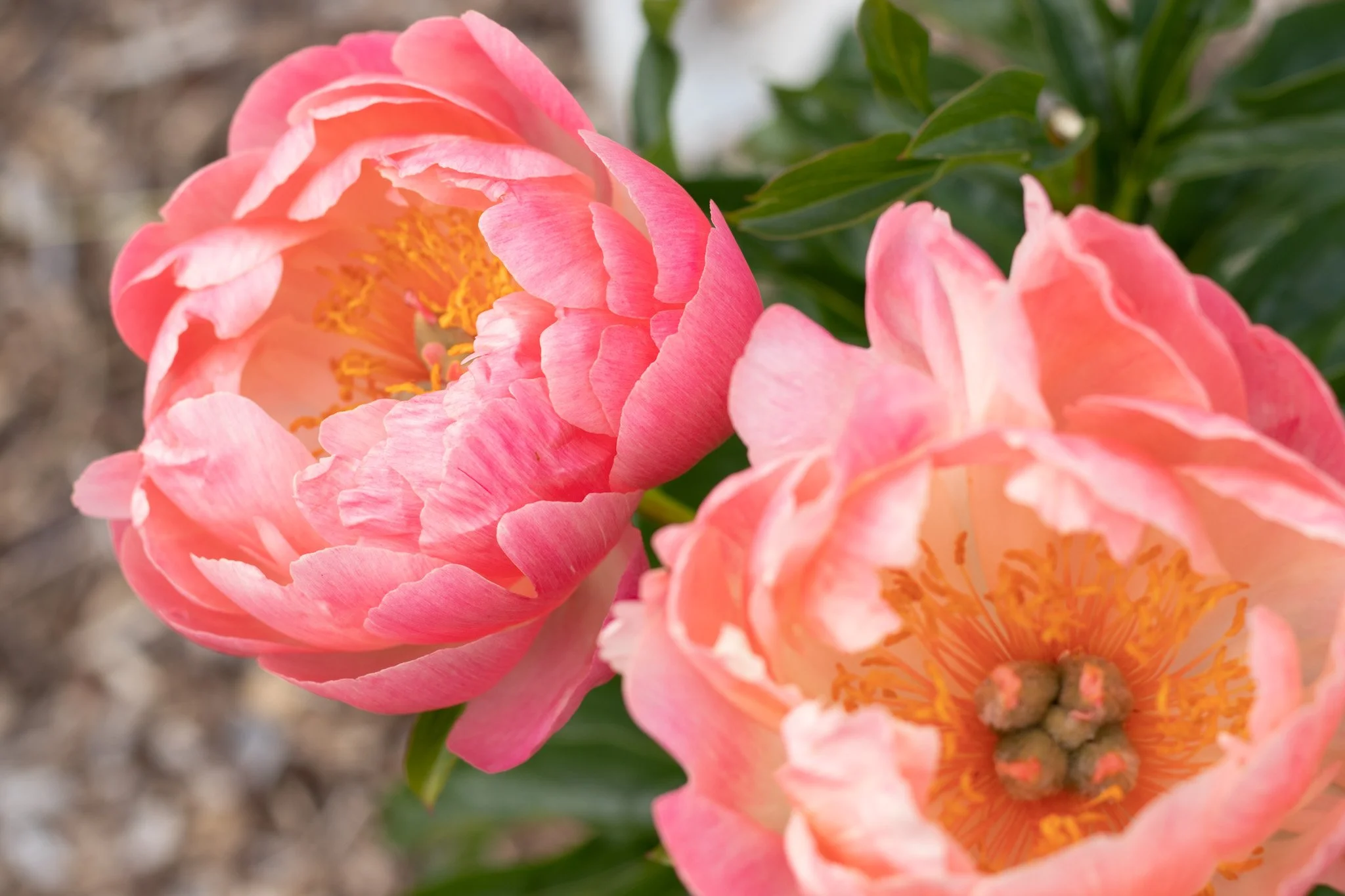 Peony Party