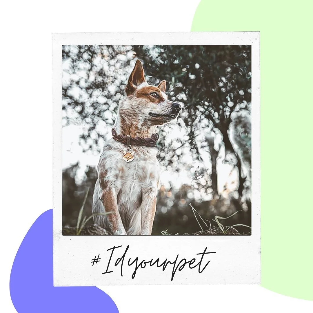 Pet ID is the first, most important step to getting your pet home! 

It seems like keeping ID on your pet should be a no-brainer, but many people still overlook this crucial step or misunderstand why it&rsquo;s necessary.

check out our website to le