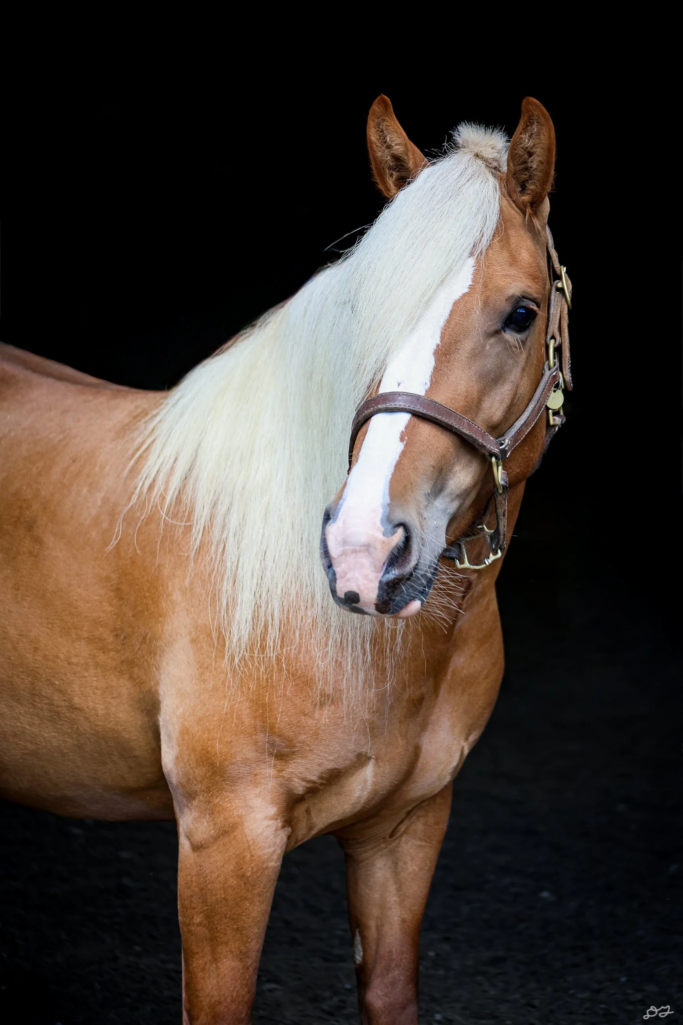 Dolly