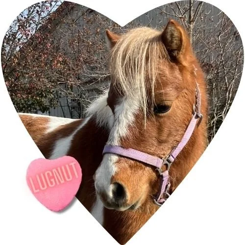 BUY A BALE: LUGNUT