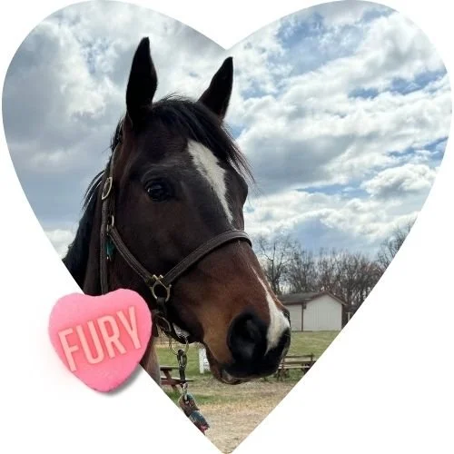 BUY A BALE: FURY